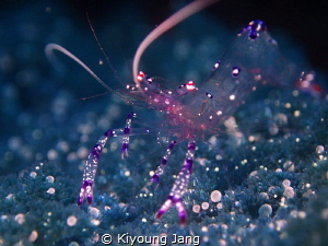 Underwater Dancer by Kiyoung Jang 